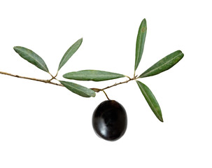 olive branch with fruit