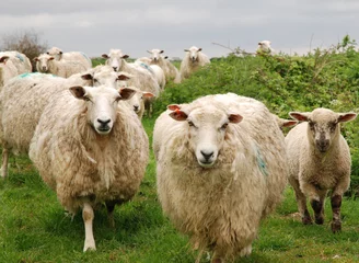 Crédence de cuisine en verre imprimé Moutons troupeau de moutons