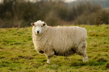 sheep