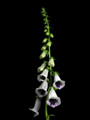 Digitalis purpurea 'Pam's Choice' © Aquiya