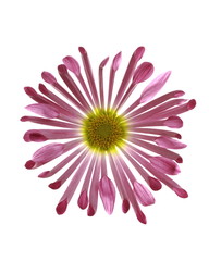 Chrysanthemum morifolium