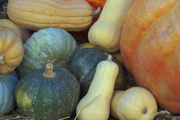 Zucche (Cucurbitaceae)