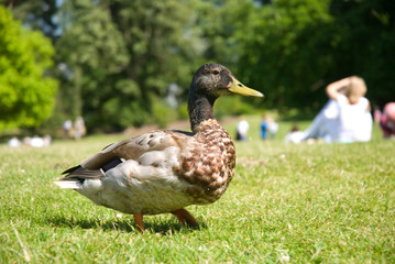 duck walking past picnic