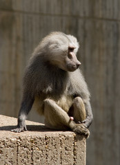 Papion Solitario 01