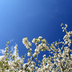 white flowers(apple-tree), spring, Poland