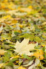Autumn leaves background