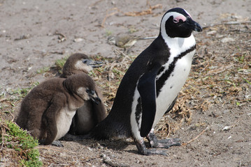penguin with young