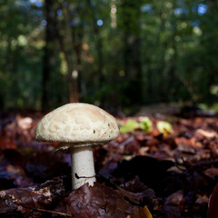 White mushroom between leaves on the ground