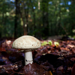 White mushroom between leaves on the ground