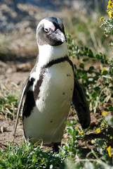 penguin
