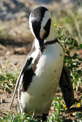 Naklejka premium penguin preening
