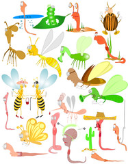 bugs insect beetles worm