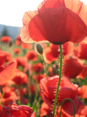 Obraz premium corn poppy