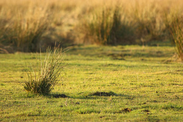 Fototapeta premium Weide