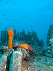 Bow side of the wreck
