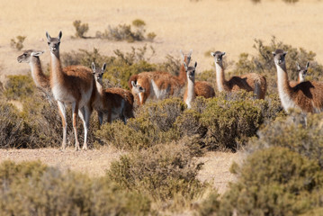 Guanaco (Lama Guanicoe) in Patagonia.