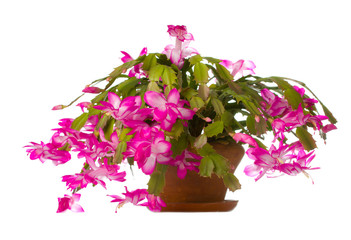 Christmas Cactus (zygocactus truncatus) flowering in pot