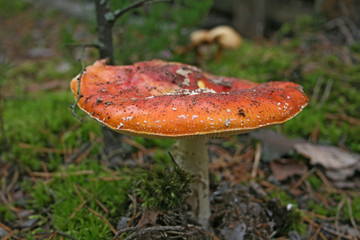 Close-up of red mushroom in the forest