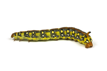 Fototapeta premium Isolated Caterpillar