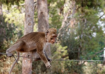 Little rope-walking monkey