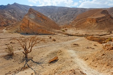 Desert landscape with dry acacia trees near Eilat, Israel