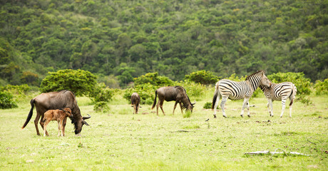 Fototapeta na wymiar antylop i zebrass 