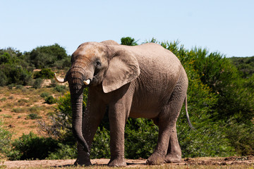 Fototapeta na wymiar big elephant