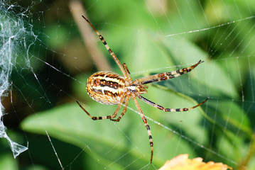 spider