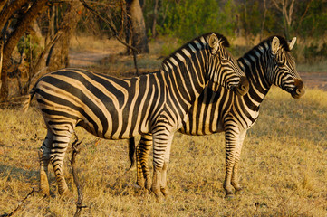 Fototapeta na wymiar Zebras in der Sonne