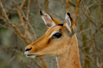 Impala