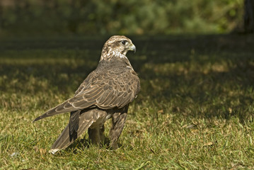Lanner falcon (falco biarmicus)
