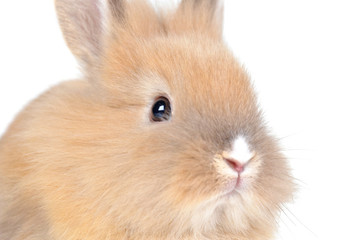 brown  fluffy rabbit