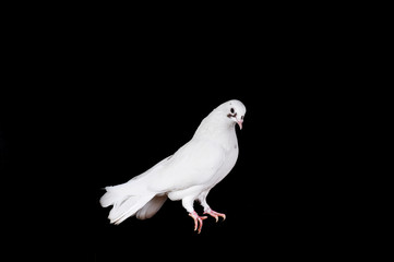 White pigeon