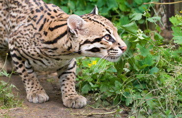 Peering Ocelot