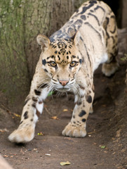Fototapeta na wymiar Zaskoczony Clouded Leopard