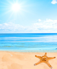 Fototapeta na wymiar Sea star on a beach sand