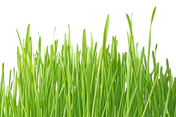 Close up of the green grass on white background