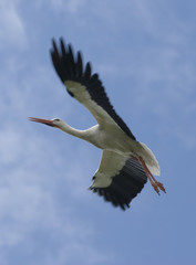 Vuelo de Cigüeña 03