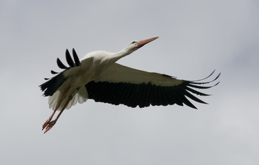 Vuelo de Cigüeña 01
