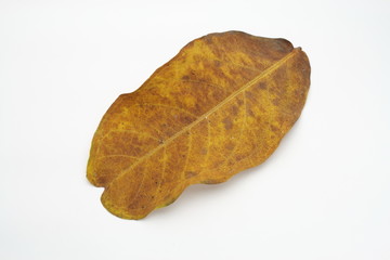 Dried Leaf