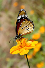 Monarch butterfly resting on flower