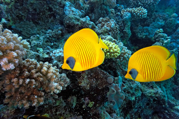 Naklejka na ściany i meble Butterfly fish on the coral reef