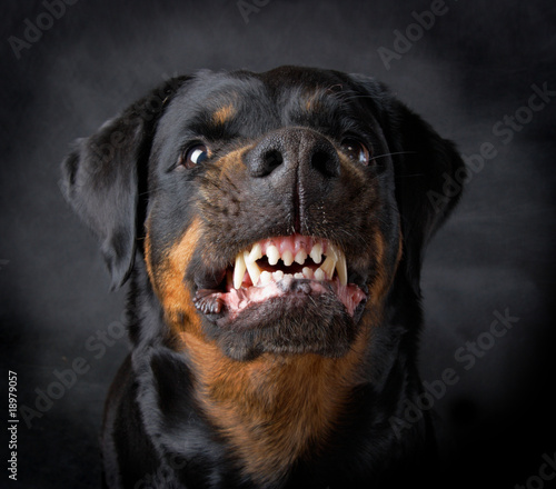 FOTO ROTTWEILER SCARICARE
