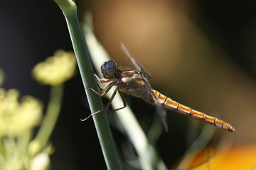 libellula