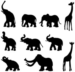 Elephants, mammoth, giraffe