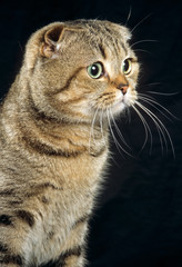 tête de chat scottish fold de trois quart en studio