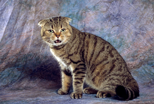 chat de race scottish fold &agrave; l'air m&eacute;content