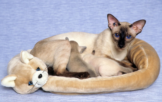 chatte siamois allaitant ses b&eacute;b&eacute;s dans une belle corbeille