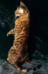 Search Photos Chat Du Bengal
