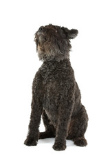 Black Bouvier des Flanders isolated on white